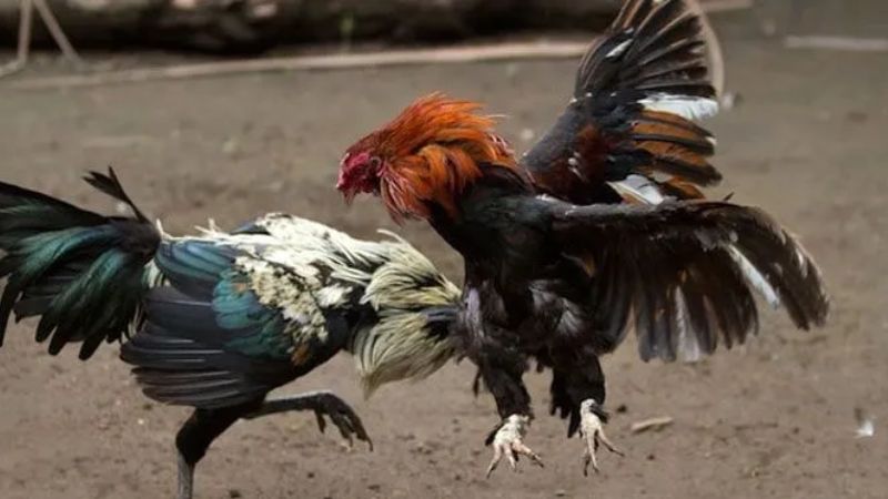 Cách chơi đá gà trực tuyến và mẹo dành cho người mới 1 cac hinh thuc cuoc pho bien trong ca cuoc da ga