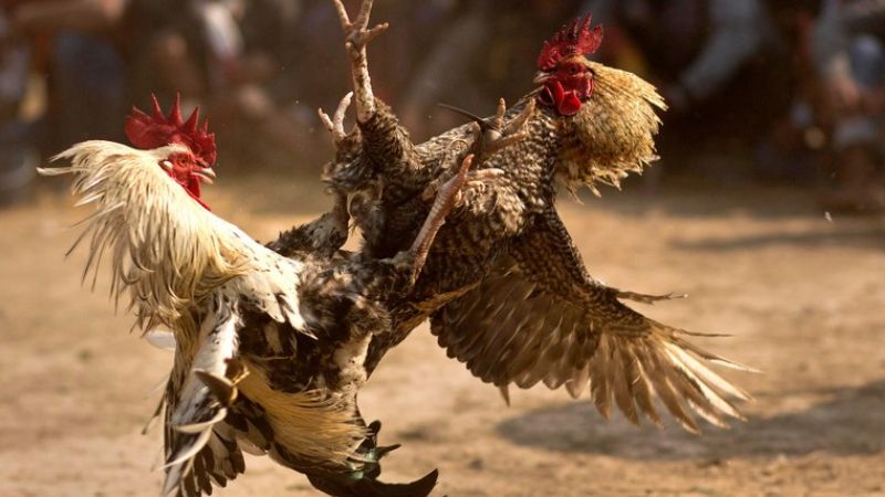 Cách chơi đá gà trực tuyến và mẹo dành cho người mới 3 Đa dạng hình thức cá cược đá gà cho cược thủ