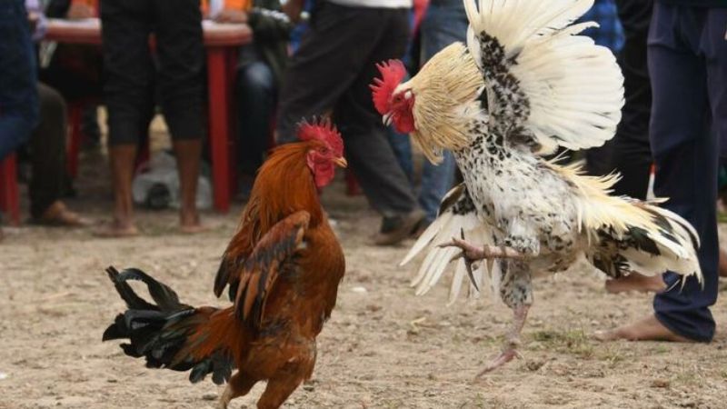 Cách chơi đá gà trực tuyến và mẹo dành cho người mới 2 Cá cược đá gà trực tuyến chuyên nghiệp, thưởng cao và minh bạch